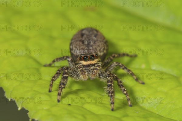 Close-up of a jumping spider (Marpissa muscosa) on a green leaf, with clear details and visible
