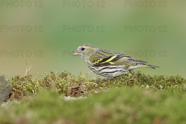 Eurasian siskin (Carduelis spinus), female sitting on moss, mossy ground, Wilnsdorf, North
