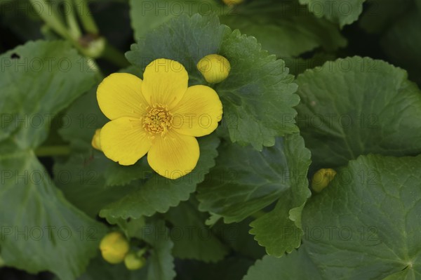 Marsh marigold (Caltha palustris), yellow flower, close-up, Wilnsdorf, North Rhine-Westphalia,
