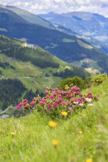 Blooming meadow with pink flowers in the foreground, mountains and sky in the background, summer