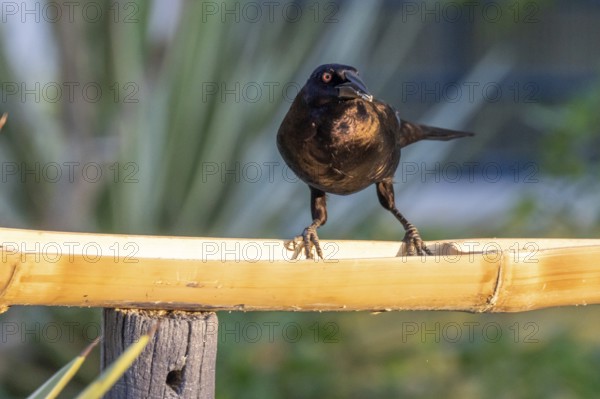 Giant Cowbird (Molothrus oryzivorus), Pousada Santa Clara, Nhecolandia, Corumba, Mato Grosso do