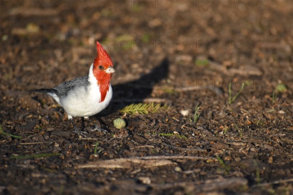 Red-crested cardinal (Paroaria coronata) or red-crested cardinal, seen in Buenos Aires, Argentina,
