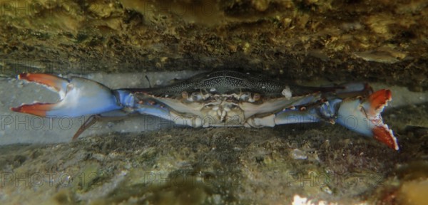 A atlantic blue crab (Callinectes sapidus) threatens in its hiding place with its claws, dive site