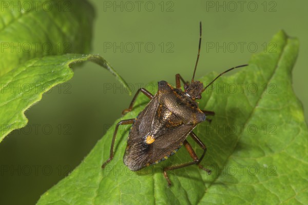 A Forest bug (Pentatoma rufipes) sits on a fresh green leaf and forms a clear contrast to the leaf