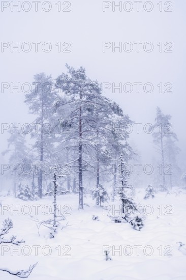 Pine trees with hoarfrost in fog on a bog with snow