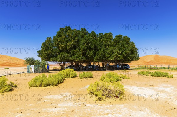 Green, shady oasis in the Rub al Khali desert, Dhofar province, Arabian Peninsula, Sultanate of