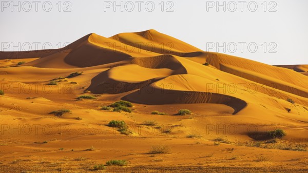 Wind-sculpted curved sand dunes in the Rub al Khali desert, Dhofar province, Arabian Peninsula,