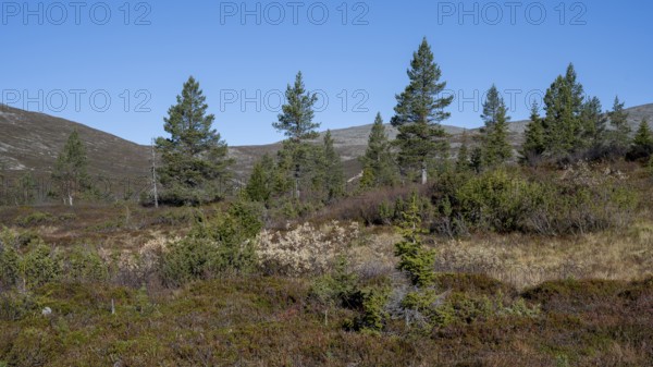 Autumn landscape, Pallas-Yllästunturi National Park, Lapland, Finland, Europe