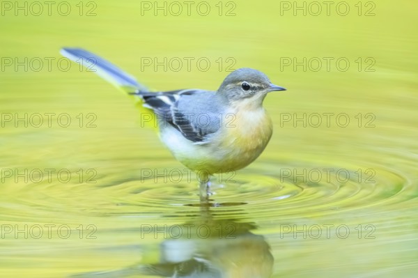 Grey wagtail (Motacilla cinerea) at the shore of a lake with autumncolours, wildife, Catalonia,
