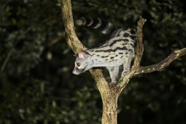 Common genet (Genetta genetta), climbing on a tree wildlife in a forest, Montseny National Park,