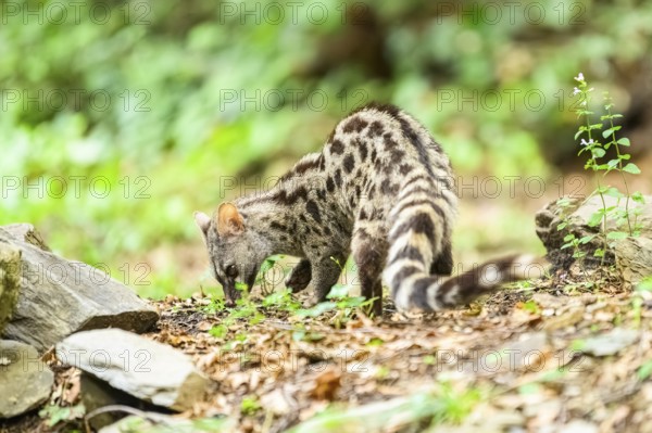 Common genet (Genetta genetta), wildlife in a forest, Montseny National Park, Catalonia, Spain,