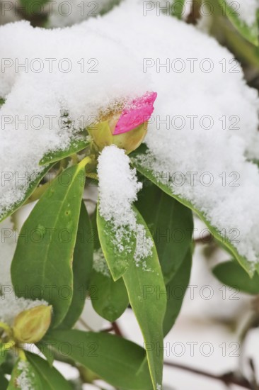 Rhododendron, Winter, Germany, Europe