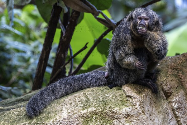 Monk monkey (Pithecia monachus), sitting on rocks, captive, Baden-Württemberg, Germany, Europe