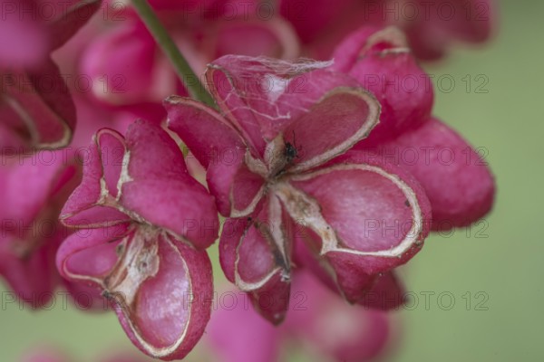 Peacock, spindle bush (Euonymus europaeus), fruit stand, Emsland, Lower Saxony, Germany, Europe