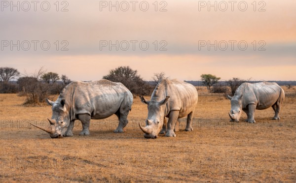 Southern white rhinoceros (Ceratotherium simum simum), three rhinos at sunset, Khama Rhino