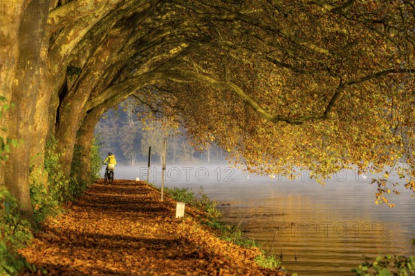 Autumn colours on the Platanen Allee, Hardenberg Ufer, lakeside path on Lake Baldeney, near Haus