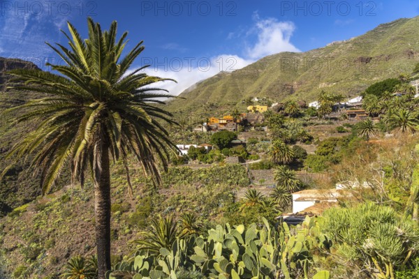 Canary palm trees in the Masca Gorge in the Teno Mountains, Masca, Tenerife, Canary Islands, Spain,