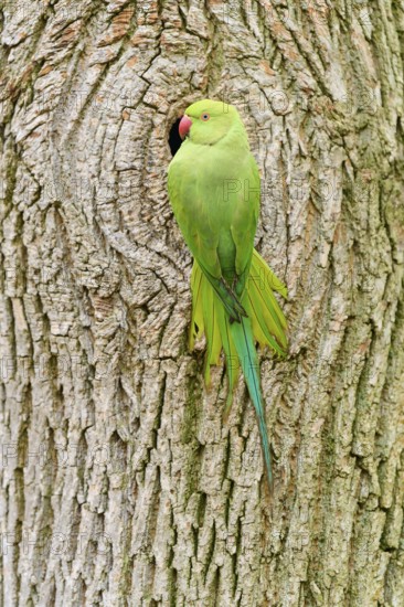 Green collared parakeet (Psittacula krameri), at the nesting cavity of a tree, Baden-Württemberg,