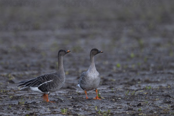 Bean goose, Bean goose (Anser fabalis), Texel, Netherlands