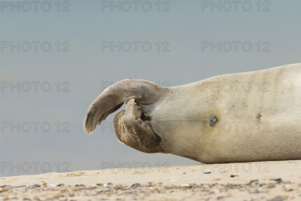 Grey seal (Halichoerus grypus) adult animal close up of its hind flippers, Norfolk, England, United