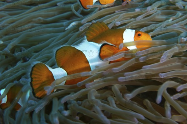 An Ocellaris Clownfish (Amphiprion ocellaris) between the tentacles of a sea anemone, dive site SD,