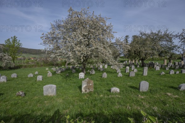 Flowering cherry trees (Prunus avium) in the Jewish cemetery, laid out in 1734, last burial in