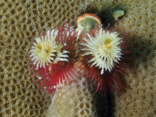 Red and beige spiral worms, Indo-Pacific Christmas tree worm (Spirobranchus corniculatus), on a