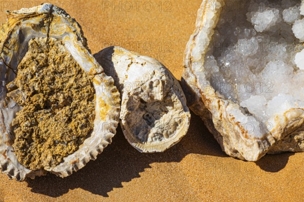 Rudists, tubular fossilised sea shells, Huqf rocky desert, Arabian Peninsula, Sultanate of Oman