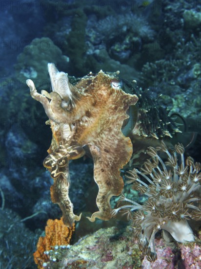 An octopus, broad-armed sepia (Sepia latimanus), moves through a living coral reef, dive site Close