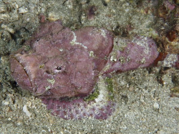 A pink humpback scorpionfish (Scorpaenopsis diabolus) camouflages itself on the sandy seabed, dive
