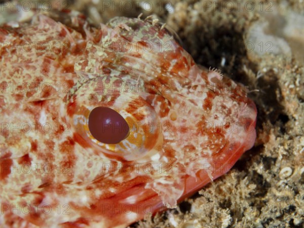 Close-up of the head of a Small red scorpionfish (Scorpaena notata) with prominent red eyes and