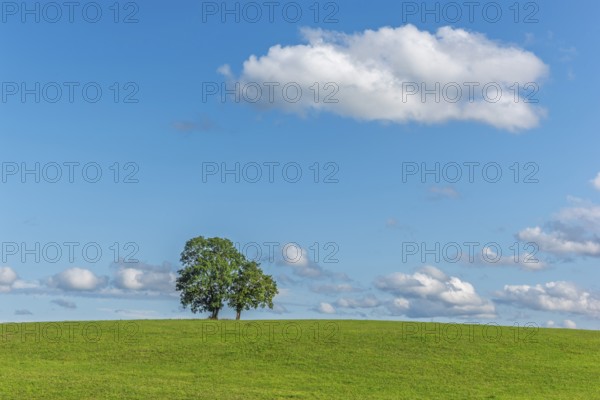 An ash and an oak tree on a hill in the green landscape. Jura, France, Europe