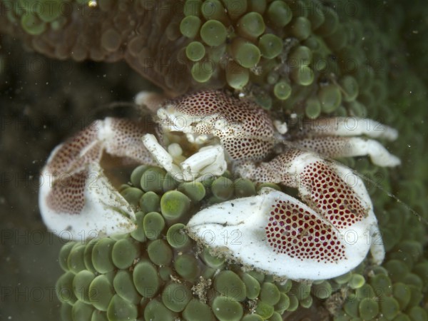 A porcelain crab, spotted porcelain crab (Neopetrolisthes maculatus), in a green sea anemone, dive