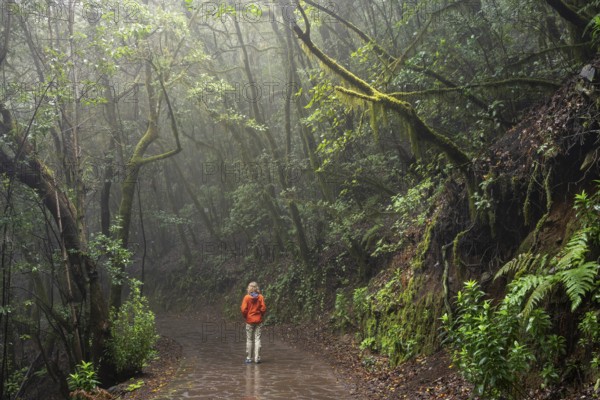 A hiker on a hiking trail in the cloud forest. Trees with moss. Foggy weather. Garajonay National