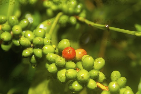 Coffee fruits on the bush (Coffea), Costa Rica, Central America