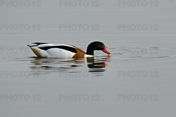 Shelduck (Tadorna tadorna), male swimming, Texel, West Frisian Island, province of North Holland,