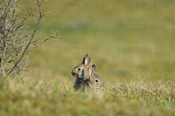 Two wild rabbits (Oryctolagus cuniculus), sitting on a meadow, Texel, West Frisian Islands,
