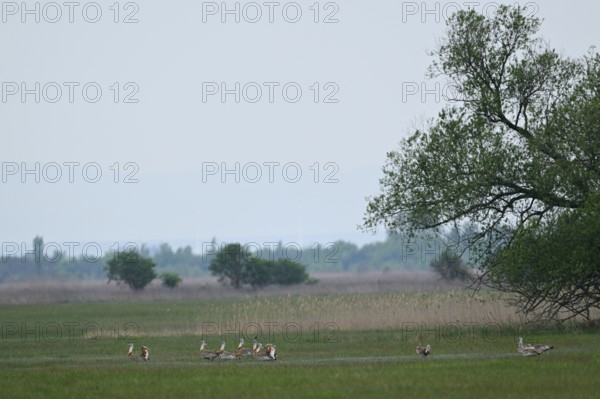 A group of Great Bustards (Otis tarda), male, Lake Neusiedl National Park, Burgenland, Austria,