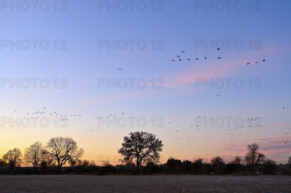 White-fronted goose (Anser albifrons), a flock of wild geese flies at dawn, Lower Rhine, North