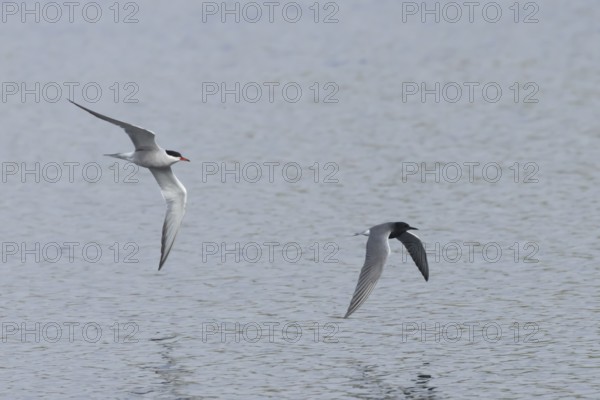 Black tern (Chlidonias niger) adult bird being chased by a Common tern (Sterna hirundo) over a