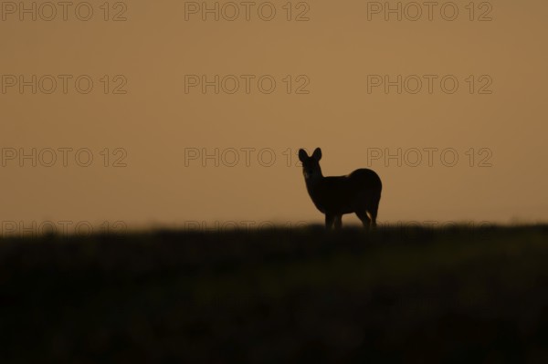 Chinese water deer (Hydropotes inermis) adult animal silhouette standing on a hillside at sunset,