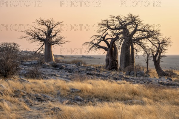 African baobab or baobab tree (Adansonia digitata), several trees at sunrise, Kubu Island (Lekubu),