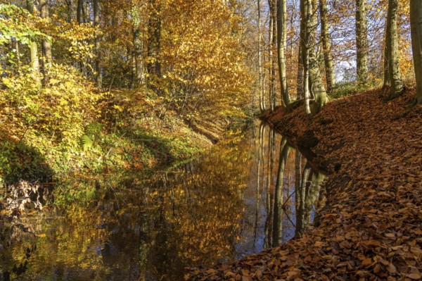 Autumn by a stream in the forest near Havixbeck, Münsterland, North Rhine-Westphalia, Germany,