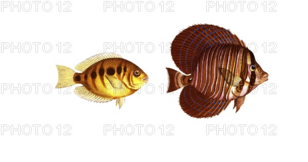 Fish, fishes, left: Genus butterflyfish, Chaetodon maculatus, the spotted clownfish. right: