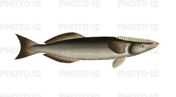 Fish, Fish, Echeneis Remora, Common remora, sharksucker, Historical, digitally restored