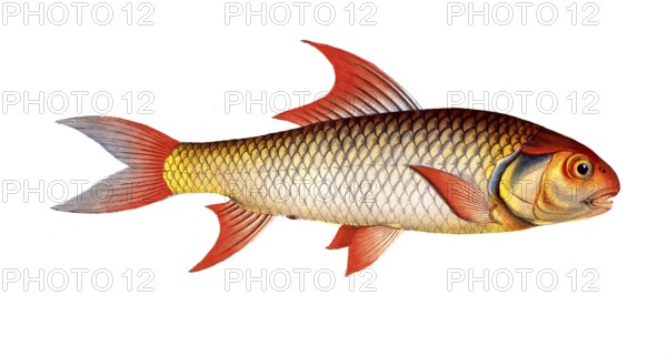 Fish, Fish, Cypranus falcatus, Sickle carp, Historical, digitally restored reproduction from a 19th