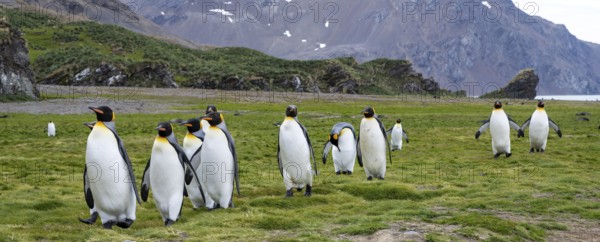 King Penguins Panorama South Georgia Antarctica
