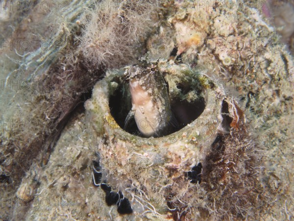 A sabre-toothed blenny (Petroscirtes mitratus) hiding in a plastic canister, marine pollution,