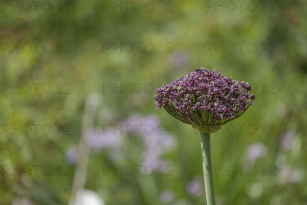 Ornamental leek (Allium sp.), bud, North Rhine-Westphalia, Germany, Europe