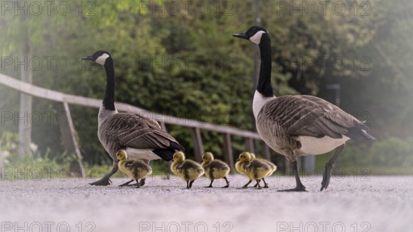 Canada goose chicks (Branta canadensis) four with their parents crossing a gravel path, goose